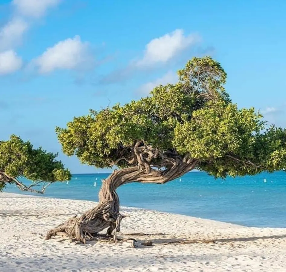 Divi Aruba Phoenix Beach Resort Palm Beach
