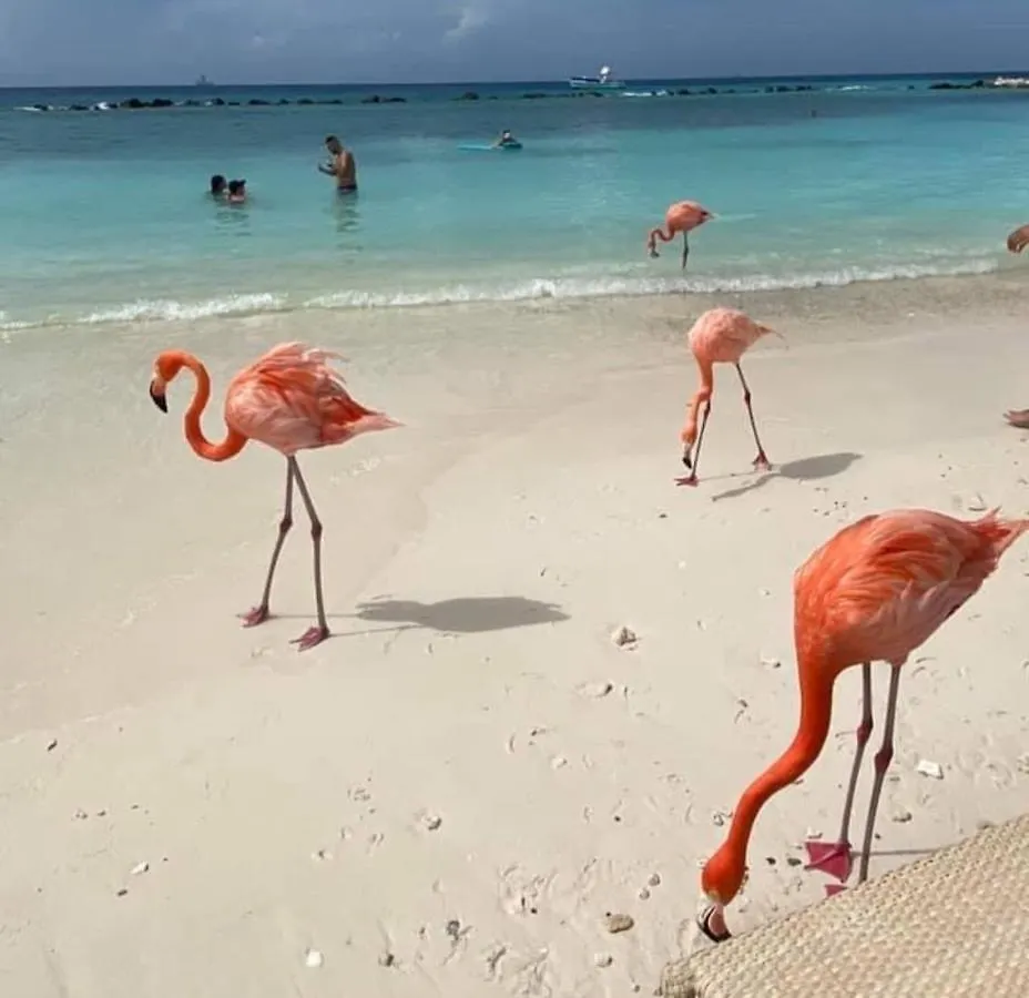 Divi Aruba Phoenix Beach Resort Palm Beach Aruba